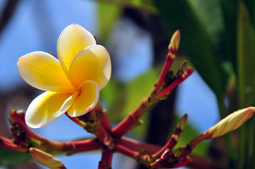 Aromatic Plants Export
