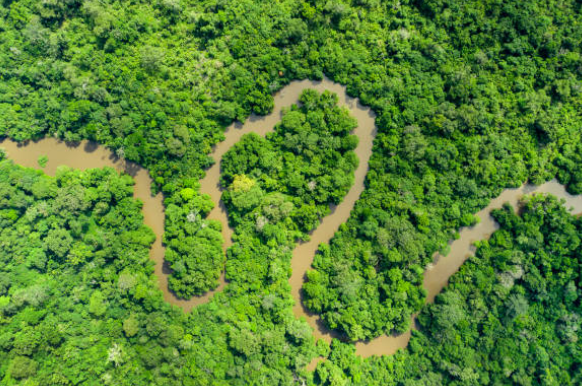 Developing Forestry Sector