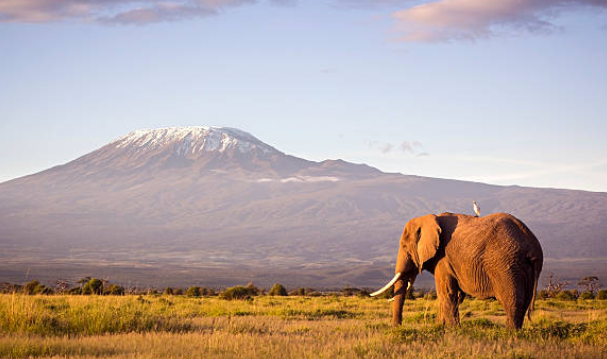 Mount Kilimanjaro or wildlife in the Serengeti, Tanzania