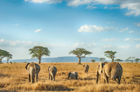 Wildlife safari in Serengeti or a beach resort in Zanzibar, Tanzania