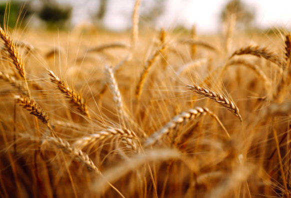 Farmers in a thriving Zimbabwean field