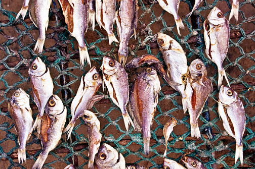 Pêche et aquaculture