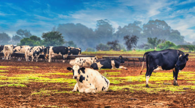 Agricultural Value Addition