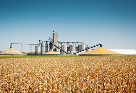 Agro-Processing (Beef & Leather)