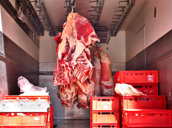 Botswana beef cattle ready for export to international markets