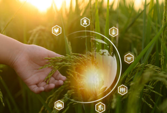 L'agriculture numérique en Tanzanie