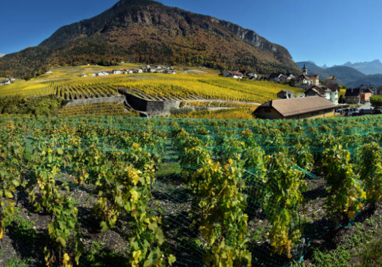 Transformation des aliments et des boissons