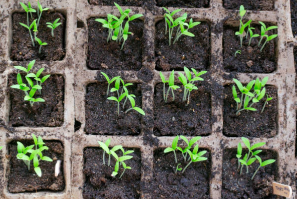L'agriculture numérique au Lesotho