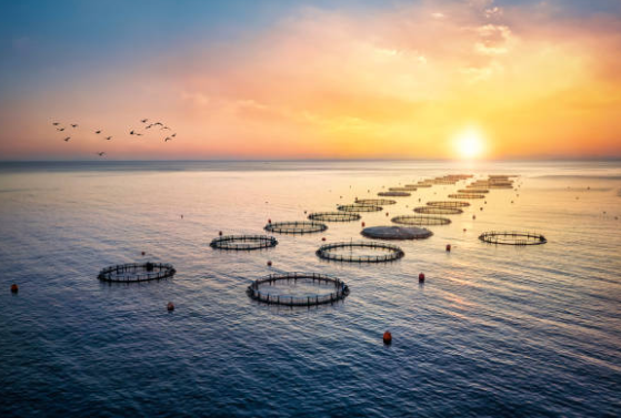 Acuicultura sustentável