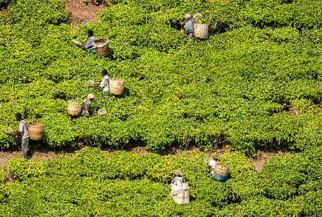 Agriculture et Transformation agroalimentaire