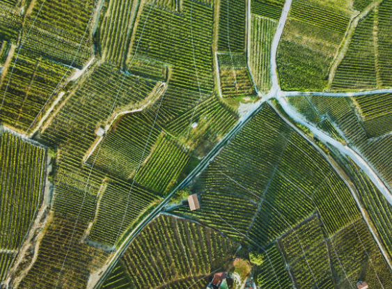 AgriTech in South Africa