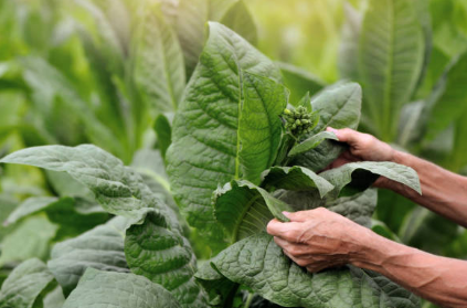 Comoros tobacco farm workers harvesting crops