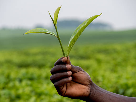 Aromatic Plant Production
