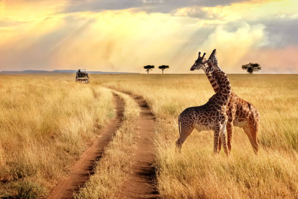 Tourism Sector